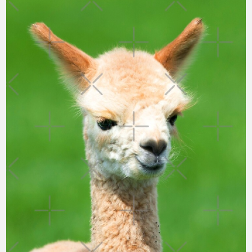 Senior Supply Chain Manager