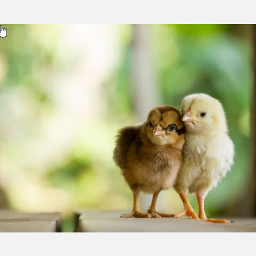 Senior Supply Chain Manager