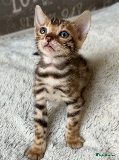 Bengal Kitten