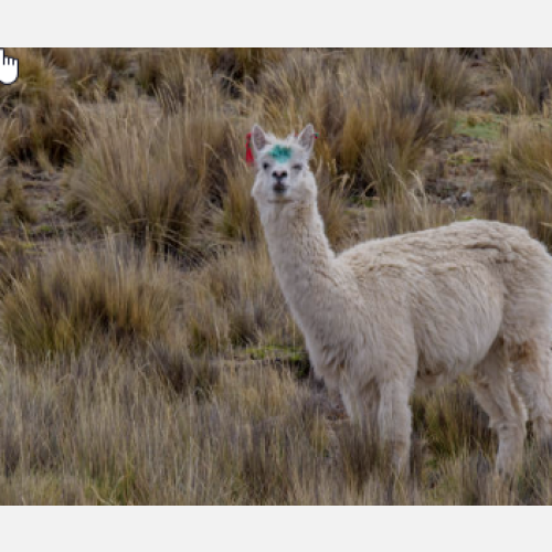 Senior Supply Chain Manager