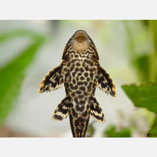 Senior Supply Chain Manager