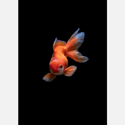 Senior Supply Chain Manager